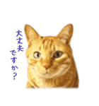 茶トラ 猫 あいさつ ＆ 敬語 スタンプ（個別スタンプ：14）