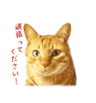 茶トラ 猫 あいさつ ＆ 敬語 スタンプ（個別スタンプ：15）
