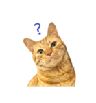 茶トラ 猫 あいさつ ＆ 敬語 スタンプ（個別スタンプ：16）