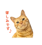 茶トラ 猫 あいさつ ＆ 敬語 スタンプ（個別スタンプ：17）