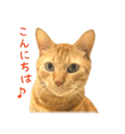 茶トラ 猫 あいさつ ＆ 敬語 スタンプ（個別スタンプ：18）