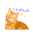 茶トラ 猫 あいさつ ＆ 敬語 スタンプ（個別スタンプ：19）