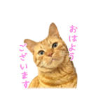 茶トラ 猫 あいさつ ＆ 敬語 スタンプ（個別スタンプ：20）