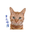 茶トラ 猫 あいさつ ＆ 敬語 スタンプ（個別スタンプ：23）