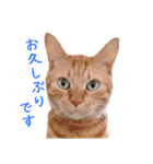 茶トラ 猫 あいさつ ＆ 敬語 スタンプ（個別スタンプ：24）