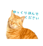 茶トラ 猫 あいさつ ＆ 敬語 スタンプ（個別スタンプ：25）