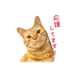 茶トラ 猫 あいさつ ＆ 敬語 スタンプ（個別スタンプ：26）
