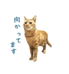 茶トラ 猫 あいさつ ＆ 敬語 スタンプ（個別スタンプ：27）