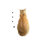 茶トラ 猫 あいさつ ＆ 敬語 スタンプ（個別スタンプ：28）