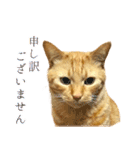 茶トラ 猫 あいさつ ＆ 敬語 スタンプ（個別スタンプ：29）