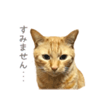 茶トラ 猫 あいさつ ＆ 敬語 スタンプ（個別スタンプ：30）