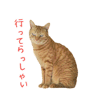 茶トラ 猫 あいさつ ＆ 敬語 スタンプ（個別スタンプ：32）