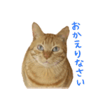茶トラ 猫 あいさつ ＆ 敬語 スタンプ（個別スタンプ：34）