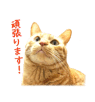 茶トラ 猫 あいさつ ＆ 敬語 スタンプ（個別スタンプ：35）