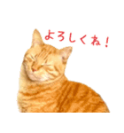 茶トラ 猫 あいさつ ＆ 敬語 スタンプ（個別スタンプ：36）