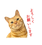 茶トラ 猫 あいさつ ＆ 敬語 スタンプ（個別スタンプ：37）