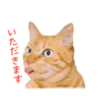 茶トラ 猫 あいさつ ＆ 敬語 スタンプ（個別スタンプ：38）