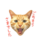 茶トラ 猫 あいさつ ＆ 敬語 スタンプ（個別スタンプ：39）