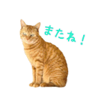 茶トラ 猫 あいさつ ＆ 敬語 スタンプ（個別スタンプ：40）