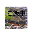 イモリのおしゃべり（個別スタンプ：8）