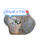パクちゃんのスタンプ（個別スタンプ：3）