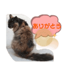 パクちゃんのスタンプ（個別スタンプ：4）