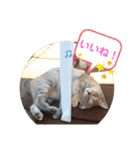 パクちゃんのスタンプ（個別スタンプ：6）