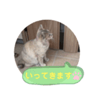 パクちゃんのスタンプ（個別スタンプ：9）