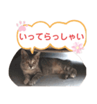 パクちゃんのスタンプ（個別スタンプ：10）