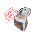 パクちゃんのスタンプ（個別スタンプ：11）