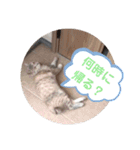 パクちゃんのスタンプ（個別スタンプ：12）