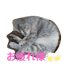 パクちゃんのスタンプ（個別スタンプ：13）