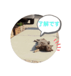 パクちゃんのスタンプ（個別スタンプ：15）
