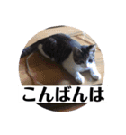 写真で「こんばんは」5（個別スタンプ：15）