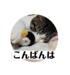 写真で「こんばんは」5（個別スタンプ：16）