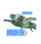 今からカメシリーズ（個別スタンプ：1）