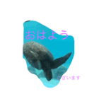 今からカメシリーズ（個別スタンプ：7）
