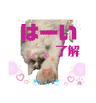 はねちゃんのスタンプ①（個別スタンプ：2）