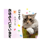 はねちゃんのスタンプ①（個別スタンプ：5）
