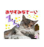 はねちゃんのスタンプ①（個別スタンプ：8）
