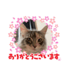 はねちゃんのスタンプ①（個別スタンプ：9）