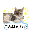 はねちゃんのスタンプ①（個別スタンプ：18）
