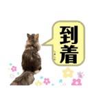はねちゃんのスタンプ①（個別スタンプ：20）