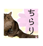 はねちゃんのスタンプ①（個別スタンプ：21）