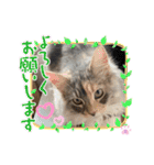 はねちゃんのスタンプ①（個別スタンプ：23）