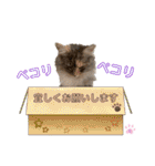 はねちゃんのスタンプ①（個別スタンプ：29）