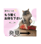 はねちゃんのスタンプ①（個別スタンプ：30）