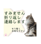 はねちゃんのスタンプ①（個別スタンプ：31）