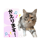 はねちゃんのスタンプ①（個別スタンプ：33）