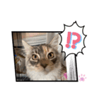 はねちゃんのスタンプ①（個別スタンプ：34）